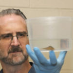 Dr. Matt Gray inspects a newt in a plastic container for disease presence.