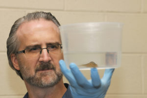 Dr. Matt Gray inspects a newt in a plastic container for disease presence.