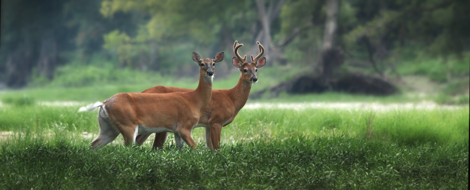 The Center for Wildlife Health | Center for Wildlife Health