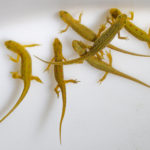 A group of eastern newts lie together in a tank.