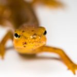 An eastern newt shows signs of the Bsal pathogen on its head.