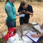 Researchers draw blood samples from a sedated ocelot.