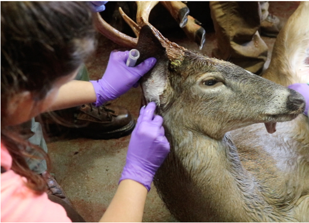Removing adult black legged ticks from a white-tailed deer at a wildlife check station. 