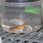 An eastern newt rests in a water bath before being tested for Bsal pathogen.