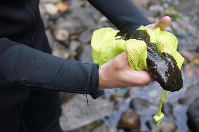 a member of the USFWS Midwest Region holds an eastern hellbender. Photo credit: USFWS Midwest Region.