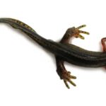 An eastern newt rests against a white background.