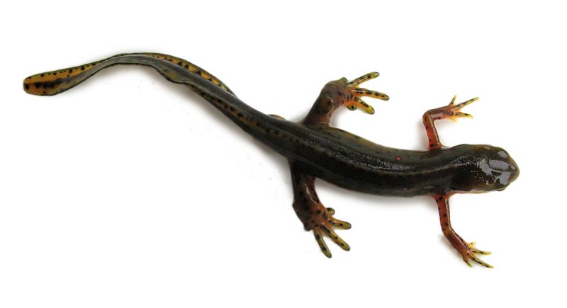 An eastern newt rests against a white background.