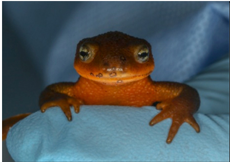 The bullseye-like lesions on the face of this roughed-skin newt (Taricha granulosa) are a result of infection with the emerging fungal pathogen Bsal (photo by Todd Amacker Conservation Visuals).