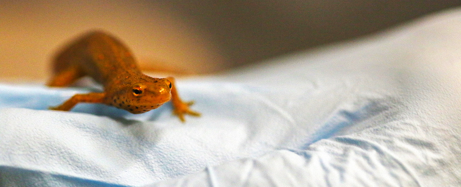 An eastern newt rests on a gloved hand.