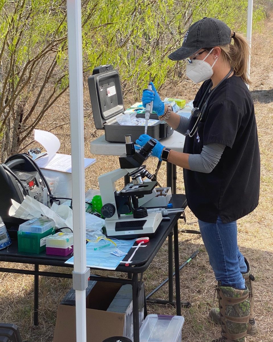 Dr. Ashley Reeves doing blood work on ocelots in Texas.