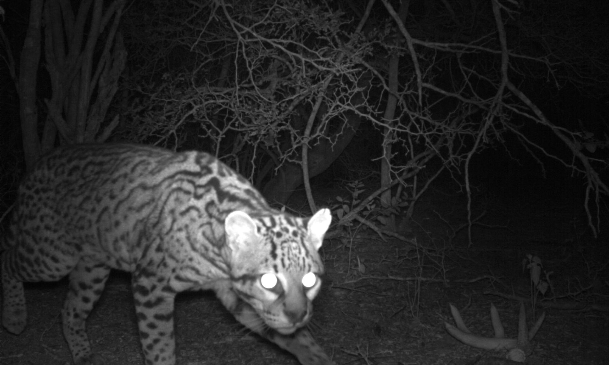 Ocelot, credit USFWS.