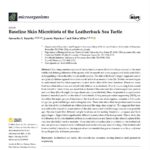 Screenshot of article on the baseline skin microbiota of leatherback sea turtles